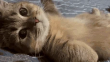 hi emote
