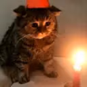 SadgeCat emote