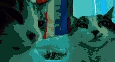 gaycatsjamming emoji