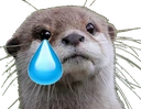 OtterSad emote