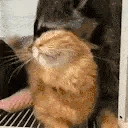 hug emote