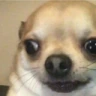 Doge_Shocked emote