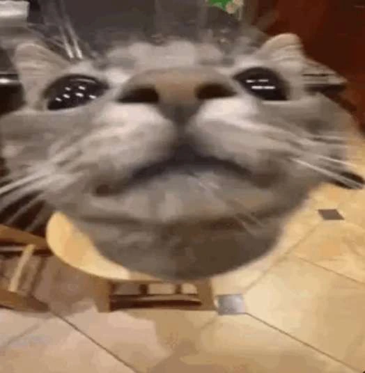happycat emote