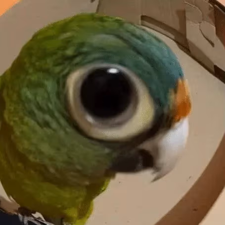 Parrot_staring emote