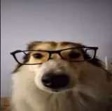 iqdog emote