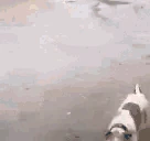 dogandkega emote