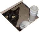 basementcat emote