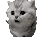 cutecat emote