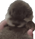 OtterSleep animated emote