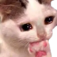 175_CatCryBite emote