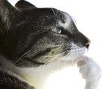 hmm emote