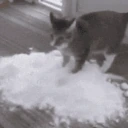 CatColumbia emote