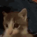 catKISS emote