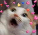 cat_fear emote