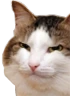 kiisu_suspicious emote