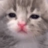 SadKitty emote