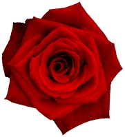 red_rose_flower emote