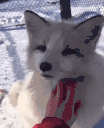 PETTHEFOX animated emote