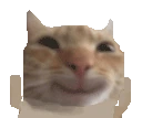 catSmileL emote