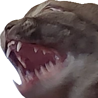 angRYCAT emote