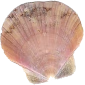 shell_2 emote