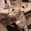 catCheese emoji