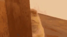 catVanish emote