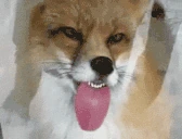 WindowLickeR emote