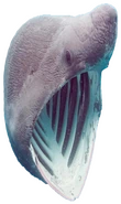 SharkPog emote