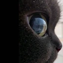 starecatto emote