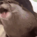 NOMNOM emote