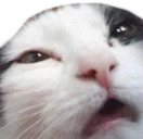 catS emote