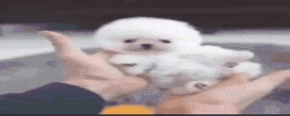 awwthatdogissocuteHOLYSHITTHEGOATLEBRONFUCKINGJAMESCOMESOUTOFNOW emote