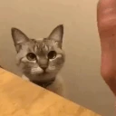 HighFive emote