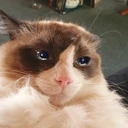 CE_SadCat4 emoji