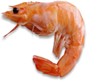 Shrimp emote