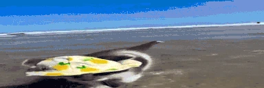 summer emote