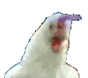 tChicken emote