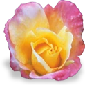 flower_rose emote