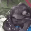 monkeyFaint emote
