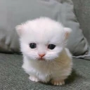 dont emote