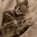 Nini emote