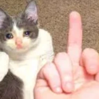 Cat_fu emote