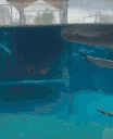 florida animated emote