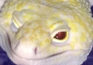 DerpyLeopardGeckoFace emoji