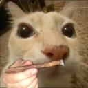 dosefaso emote