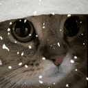 MEOW emote