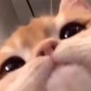 catLook emote