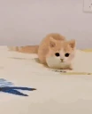 privet emote