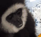 monkeypopsicle emote